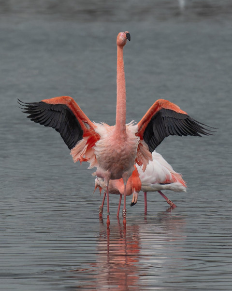 be-2024-vreden-flamingos-im-zwillbrocker-venn-reinhild-von-raesfeld-kleines-fotoglueck-zv10