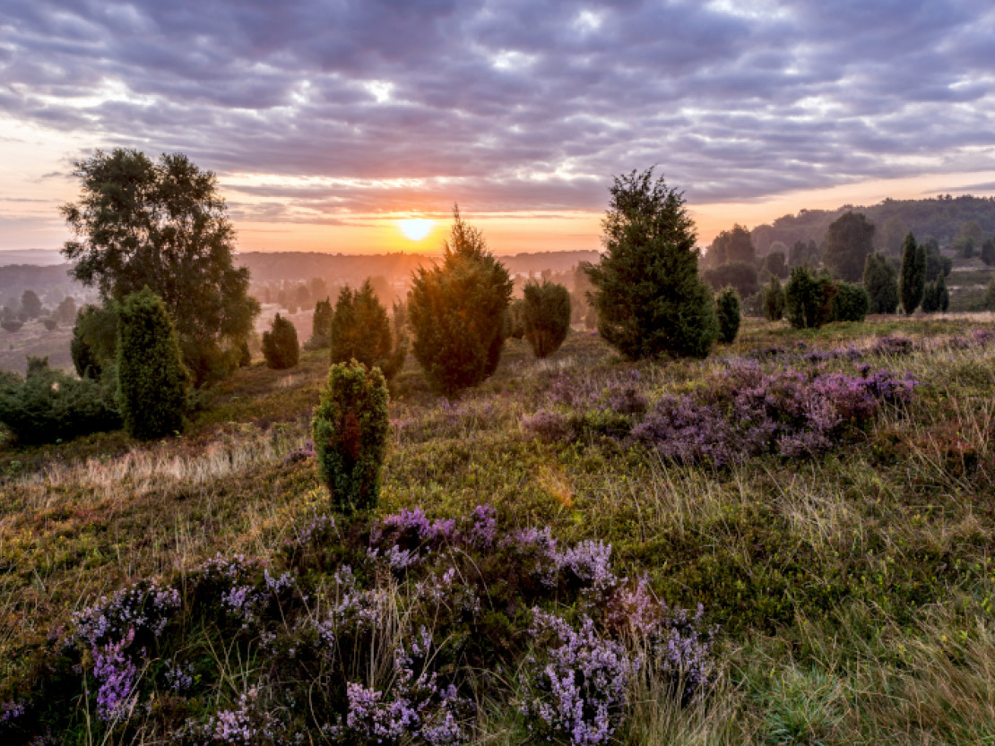 bf-web-Lüneburger Heide-WilsederBergLüneburgerHeideGmbH