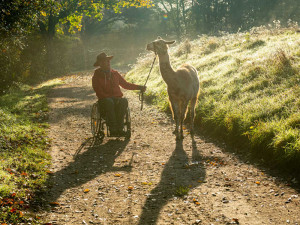 news-be-2022-ag-leichter-reisen-2-suedliche-weinstrasse-pfalz-lamas-dominik-ketz-teaser