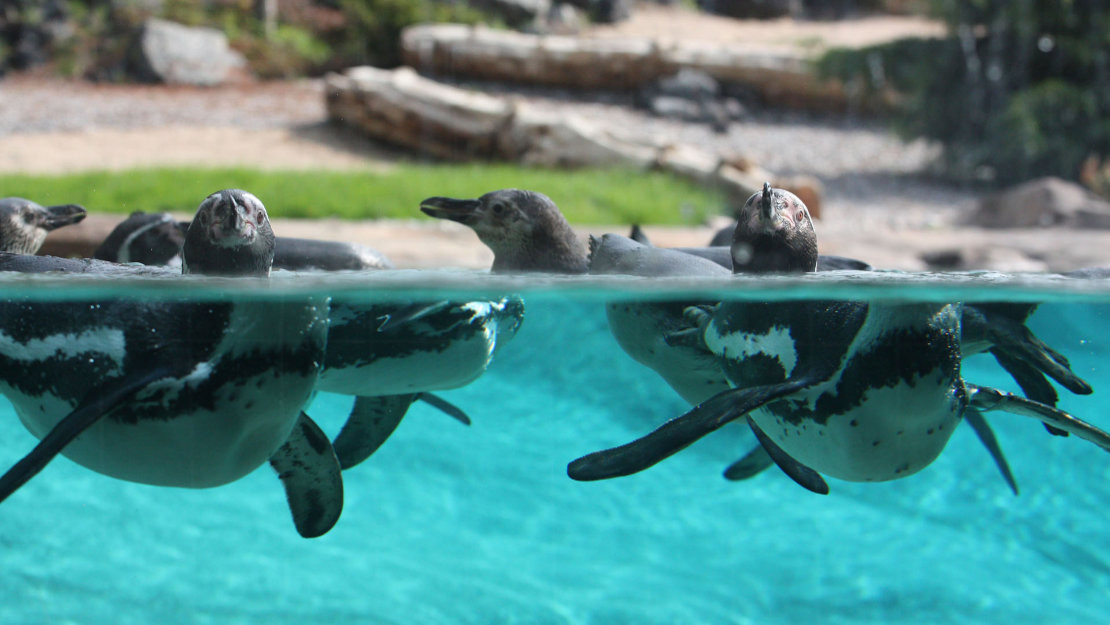 Pinguine im Polarium im Zoo Rostock - Zoo Rostock/Braun Pinguine im Polarium im Zoo Rostock - Zoo Rostock/Braun
