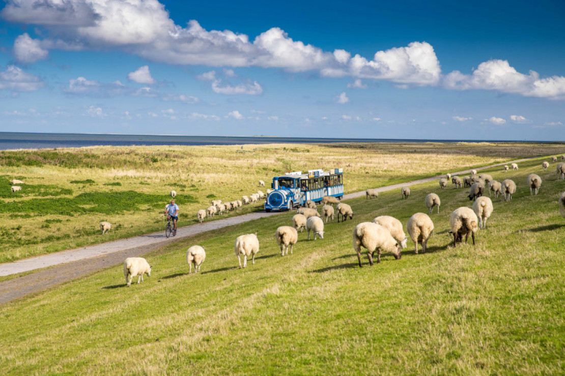 Mit dem Watt'n Express geht es zwischen Salzwiesen und Schafen am UNESCO Weltnaturerbe Wattenmeer entlang. - Mit dem Watt'n Express geht es zwischen Salzwiesen und Schafen am UNESCO Weltnaturerbe Wattenmeer entlang. - Martin Stöver Mit dem Watt'n Express geht es zwischen Salzwiesen und Schafen am UNESCO Weltnaturerbe Wattenmeer entlang. - Mit dem Watt'n Express geht es zwischen Salzwiesen und Schafen am UNESCO Weltnaturerbe Wattenmeer entlang. - Martin Stöver