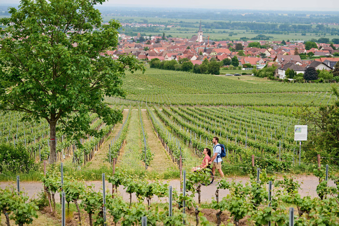 Barrierefreier Wanderweg Bildstöcke und Flurkreuze in Maikammer - Barrierefreier Wanderweg Bildstöcke und Flurkreuze in Maikammer - © DZT/Jens Wegener, Bildarchiv Südliche Weinstrasse e.V. Barrierefreier Wanderweg Bildstöcke und Flurkreuze in Maikammer - Barrierefreier Wanderweg Bildstöcke und Flurkreuze in Maikammer - © DZT/Jens Wegener, Bildarchiv Südliche Weinstrasse e.V.