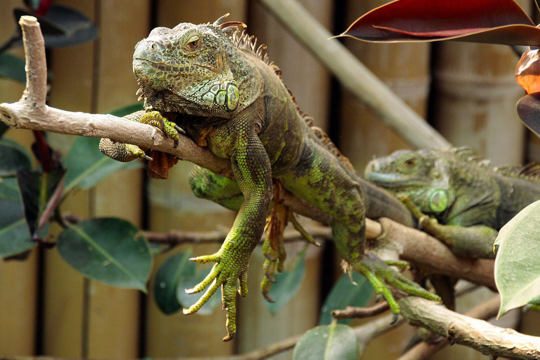 Führung in Gebärdensprache - Zoo / Aquarium Berlin - Führung in Gebärdensprache - Zoo / Aquarium Berlin - © Erika🙃 auf Pixabay Führung in Gebärdensprache - Zoo / Aquarium Berlin - Führung in Gebärdensprache - Zoo / Aquarium Berlin - © Erika🙃 auf Pixabay