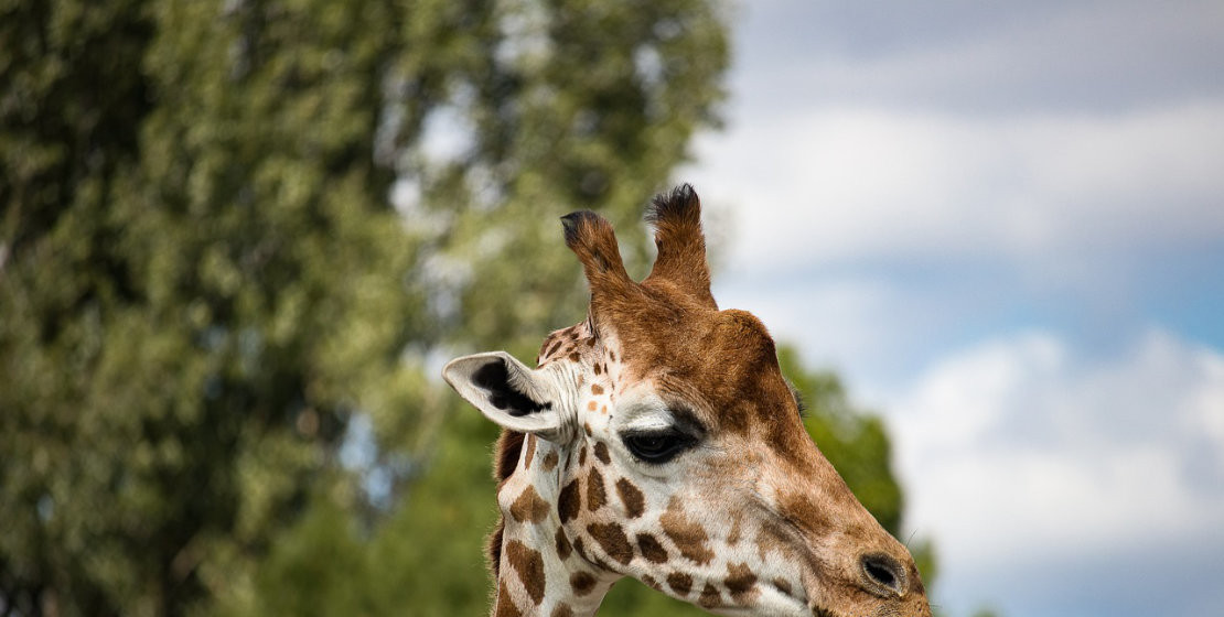 news-2024-barrierefrei-erleben-berlin-zoo-giraffe-3649295-minka2507-pixabay