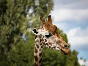 news-2024-barrierefrei-erleben-berlin-zoo-giraffe-3649295-minka2507-pixabay