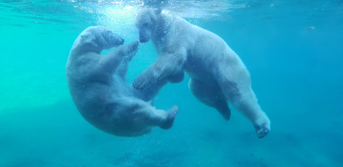 news-2024-barrierefrei-erleben-ag-leichter-reisen-sommerferien-rostock-eisbaeren-zoo-zostock-franziska-bruhn