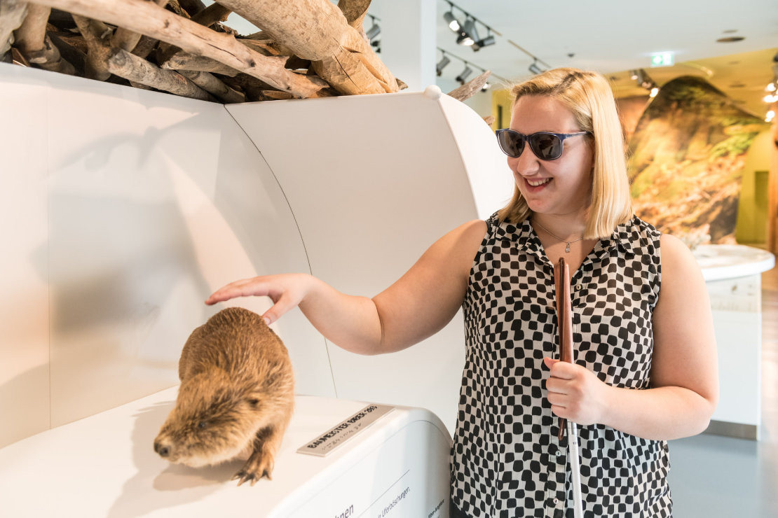 Der Nationalpark Eifel feiert in diesem Jahr seinen 20. Geburtstag. - Der Nationalpark Eifel feiert in diesem Jahr seinen 20. Geburtstag. Die barrierefreie Ausstellung Wildnis(t)räume im Nationalpark-Zentrum bietet spannende Einblicke in die vielfältigen Lebensräume. - Dominik Ketz Der Nationalpark Eifel feiert in diesem Jahr seinen 20. Geburtstag. - Der Nationalpark Eifel feiert in diesem Jahr seinen 20. Geburtstag. Die barrierefreie Ausstellung Wildnis(t)räume im Nationalpark-Zentrum bietet spannende Einblicke in die vielfältigen Lebensräume. - Dominik Ketz
