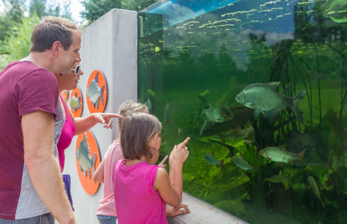 LBV Umweltstation am Rothsee, Unterwasserwelt - Unterwasserwelt in der LBV Umweltstation am Rothsee im Fränkischen Seenland - © Landkreis Roth. Stefan Gruber LBV Umweltstation am Rothsee, Unterwasserwelt - Unterwasserwelt in der LBV Umweltstation am Rothsee im Fränkischen Seenland - © Landkreis Roth. Stefan Gruber