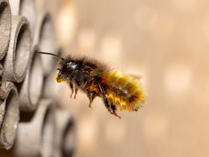 Wildbienen im Spreepark. Foto: © David Hablützel auf Pixabay