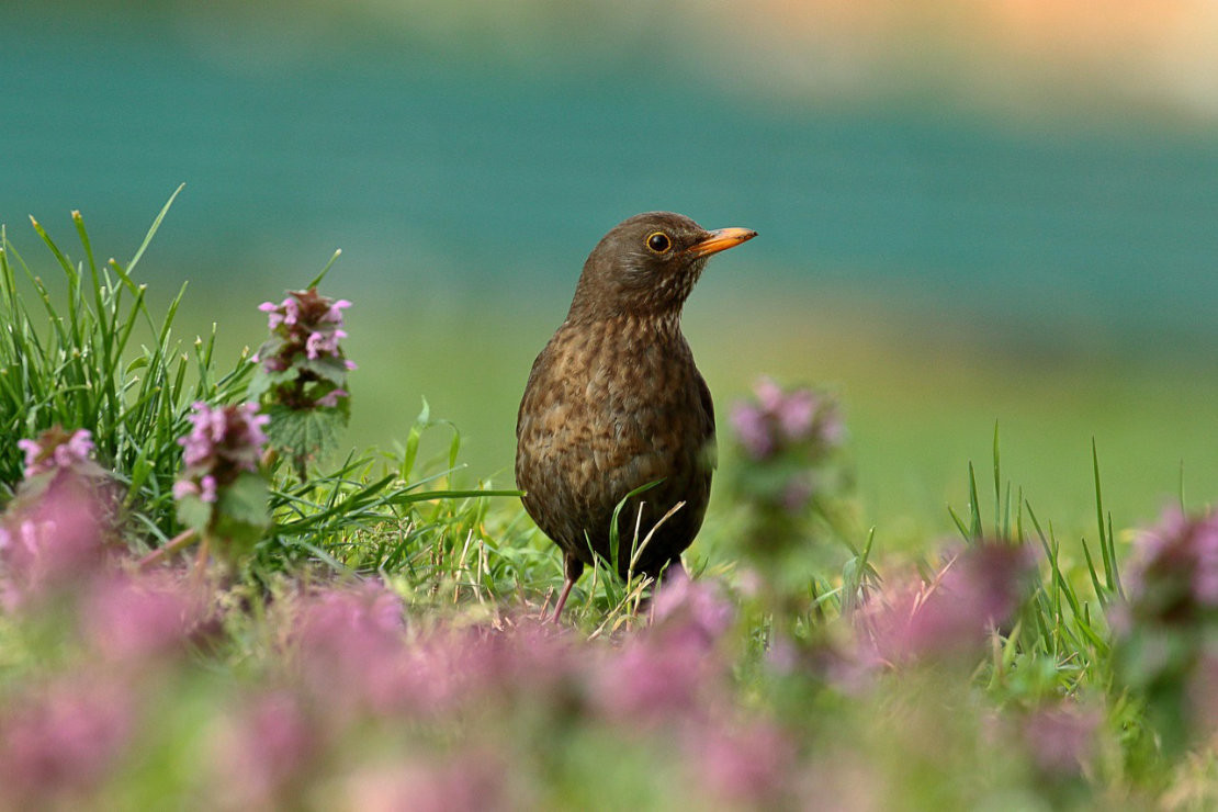 Erkunden Sie die besondere Vogelwelt der noch nicht öffentlich zugänglichen Tegeler Stadtheide in Berlin. - Pixamio auf Pixabay Erkunden Sie die besondere Vogelwelt der noch nicht öffentlich zugänglichen Tegeler Stadtheide in Berlin. - Pixamio auf Pixabay