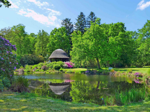 Rhododendren im Schlosspark Lütetsburg. Foto: © Ostfriesland Tourismus GmbH