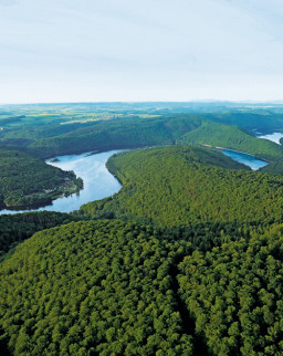 Buchenwald im Nationalpark Kellerwald-Edersee | © Manfred Bauer