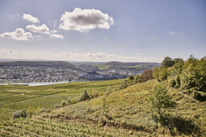 Blick über den Weinberg bei Rüdesheim am Rhein bei Sommersonne - © HA Hessen Tourismus | Roman Knie
