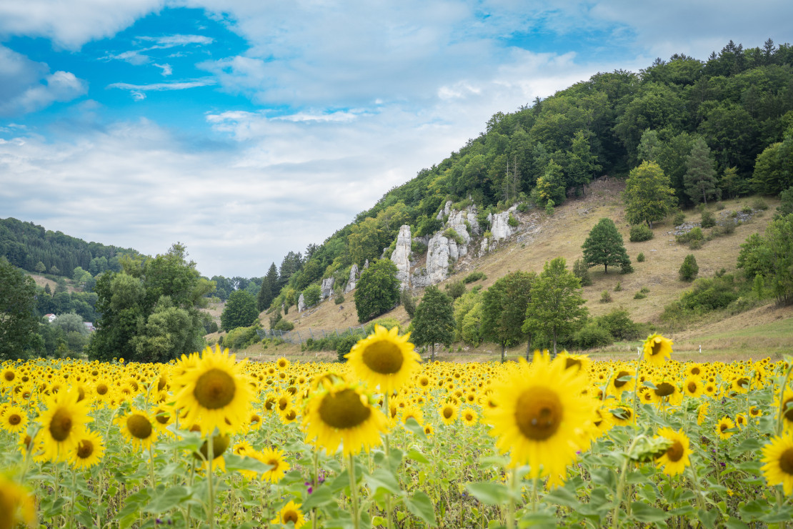 Sonnenblumenfeld im Biosphärengebiet in Gundelfingen, Schwäbische Alb - © TMBW | Dietmar Denger