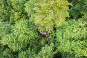 Aussichtsplattform Wildnispfad Bühlertal, Nationalpark Schwarzwald - © TMBW | Dietmar Denger