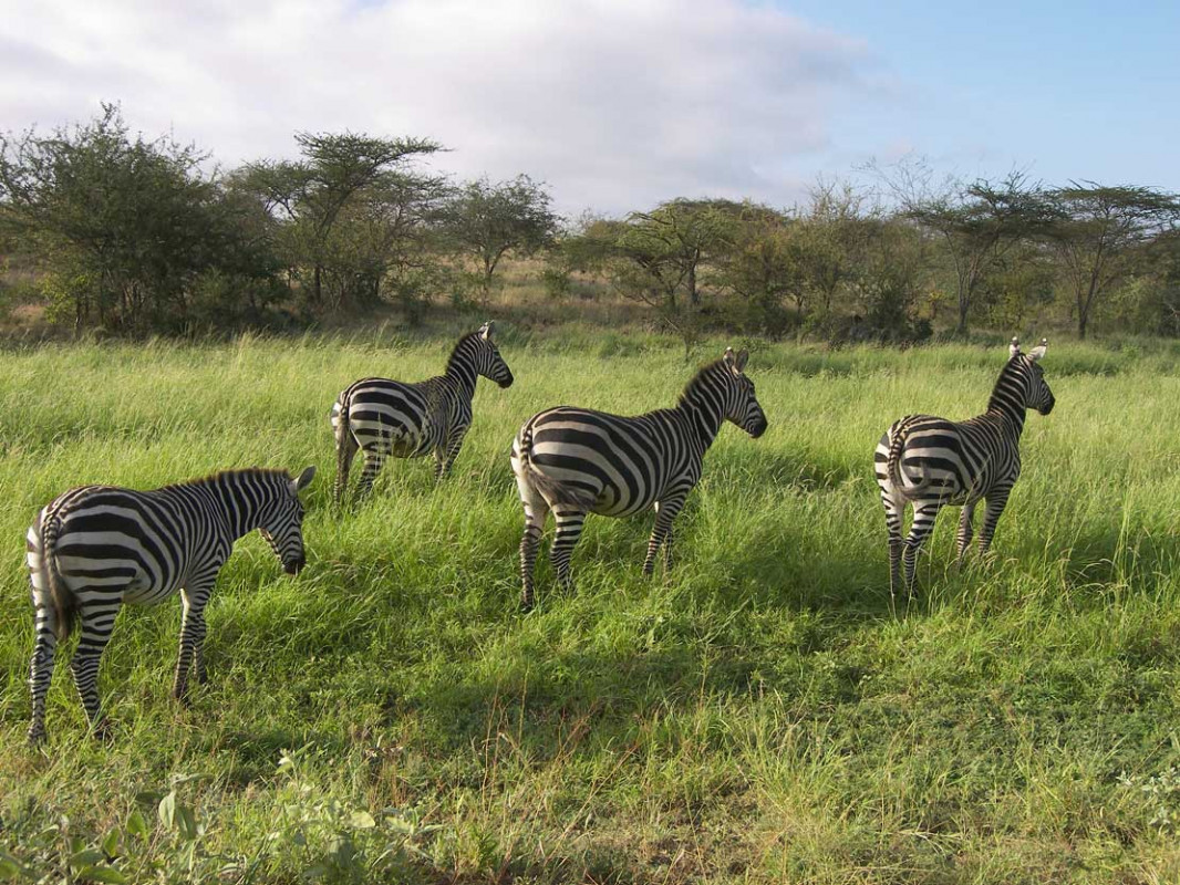 Kenia fasziniert seine Besucher mit einer artenreichen Tierwelt. - Kenia fasziniert seine Besucher mit einer artenreichen Tierwelt. - © Axel Mössinger und Zuhal Mössinger-Soyhan