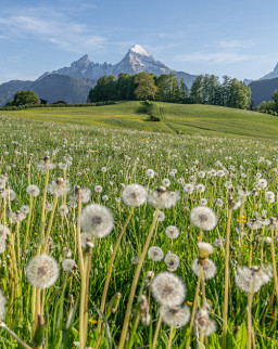 Berchtesgadener Alpen mit Bergmassiv 