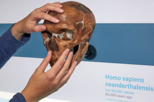 Tastmodell eines Schädels im LVR-Landesmuseum Bonn - © LVR-Landesmuseum Bonn