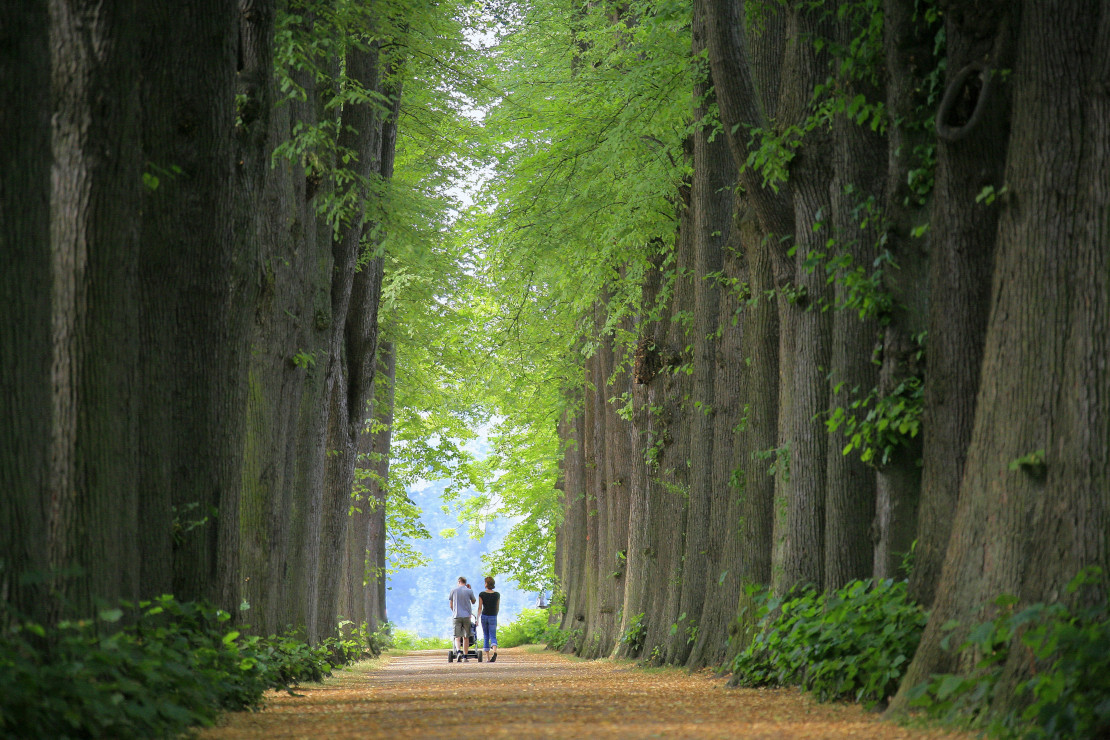 Lindenallee im Eutiner Schlossgarten - © Eutin Tourismus | U.Carsten