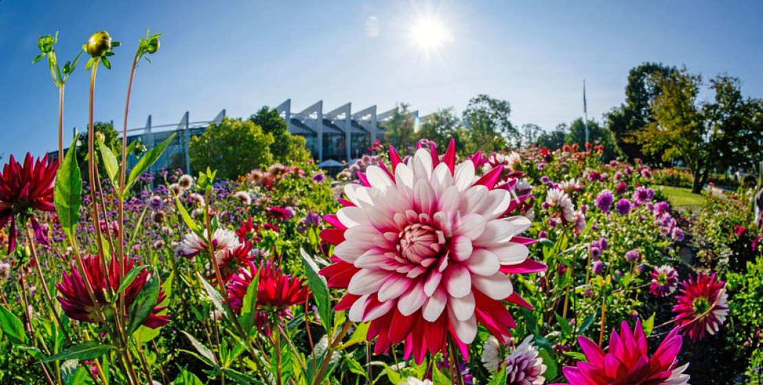 egapark Erfurt: Das wichtige Gartendenkmal wird 65 Jahre alt