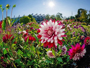 Bei der aktuellen Dahlienschau stehen die farbintensiven Schmuckdahlien im Mittelpunkt. Foto: © djd/Erfurter Garten- und Ausstellungs/Steve Bauerschmidt