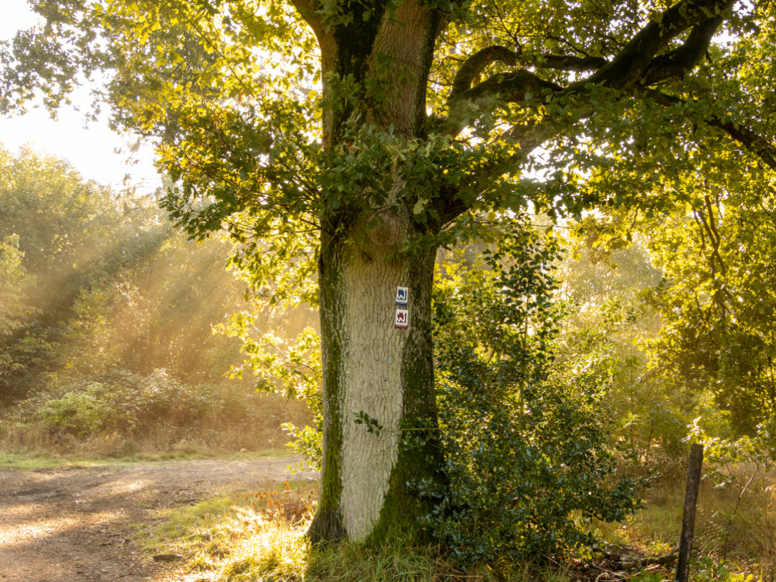 Gagelmoor-Pfad - © Naturpark Schwalm-Nette | Till Ermecke