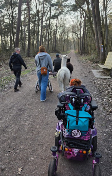 Alpakatour für Menschen im Rollstuhl. - Alpakatour durch den Wald für Menschen im Rollstuhl. - © Hof Fischer eGbR