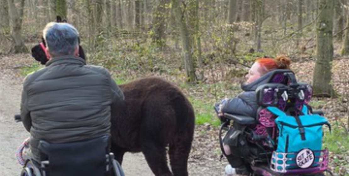 Mit Alpakas und Rollstuhl unterwegs in der Haard