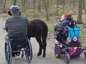 Mit Alpakas und Rollstuhl unterwegs in der Haard