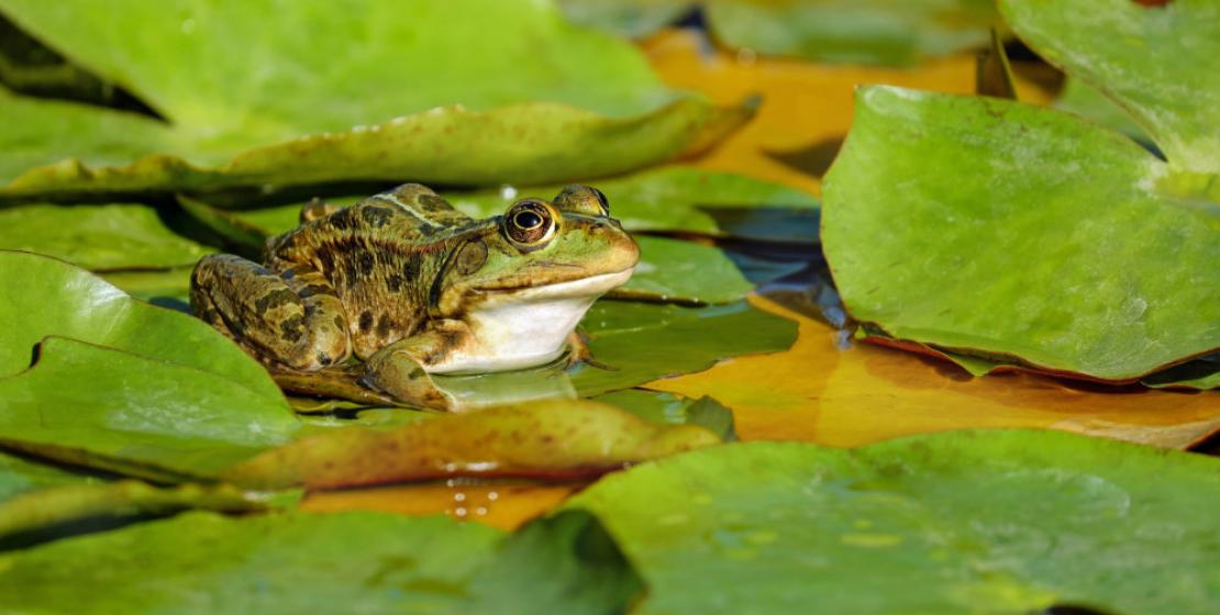 Natur-Führungen in Gebärdensprache im Berliner Spreepark