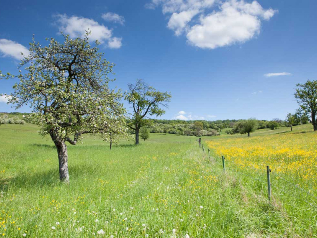 be-2021-saarland-nat-12-fruehling-ed-2