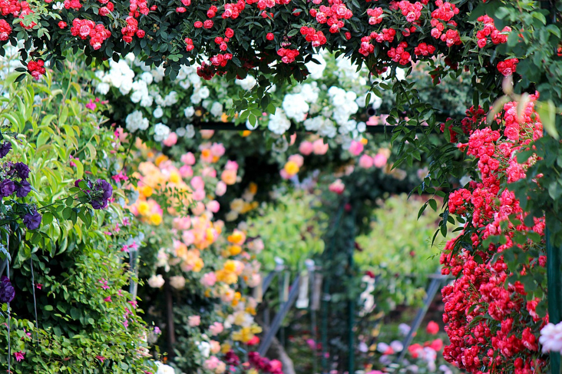 Die prächtige Rosenblüte im Ostdeutschen Rosengarten Forst ist ein echter Hingucker - Die prächtige Rosenblüte im Ostdeutschen Rosengarten Forst ist ein echter Hingucker - © Pixabay